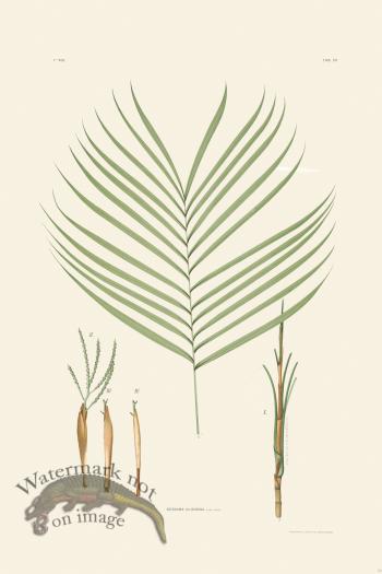 Rodrigues Palm Front 011